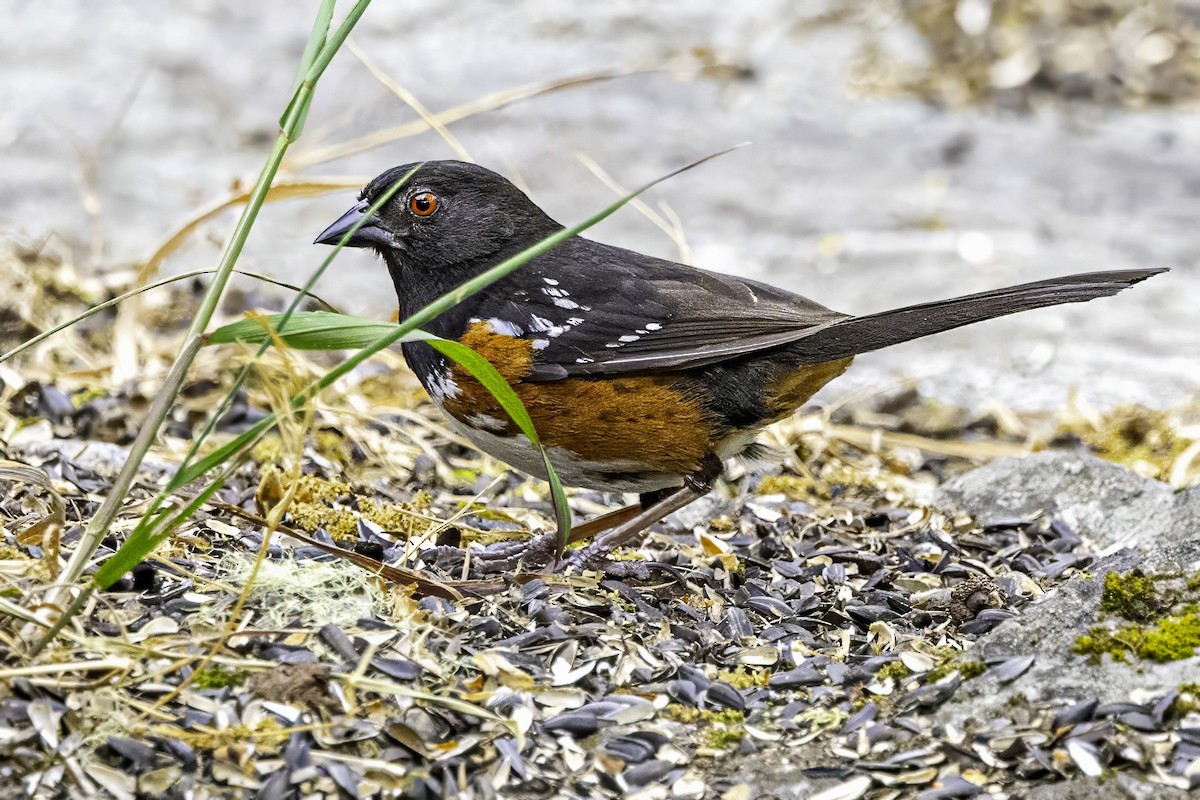 Spotted Towhee - ML644875174