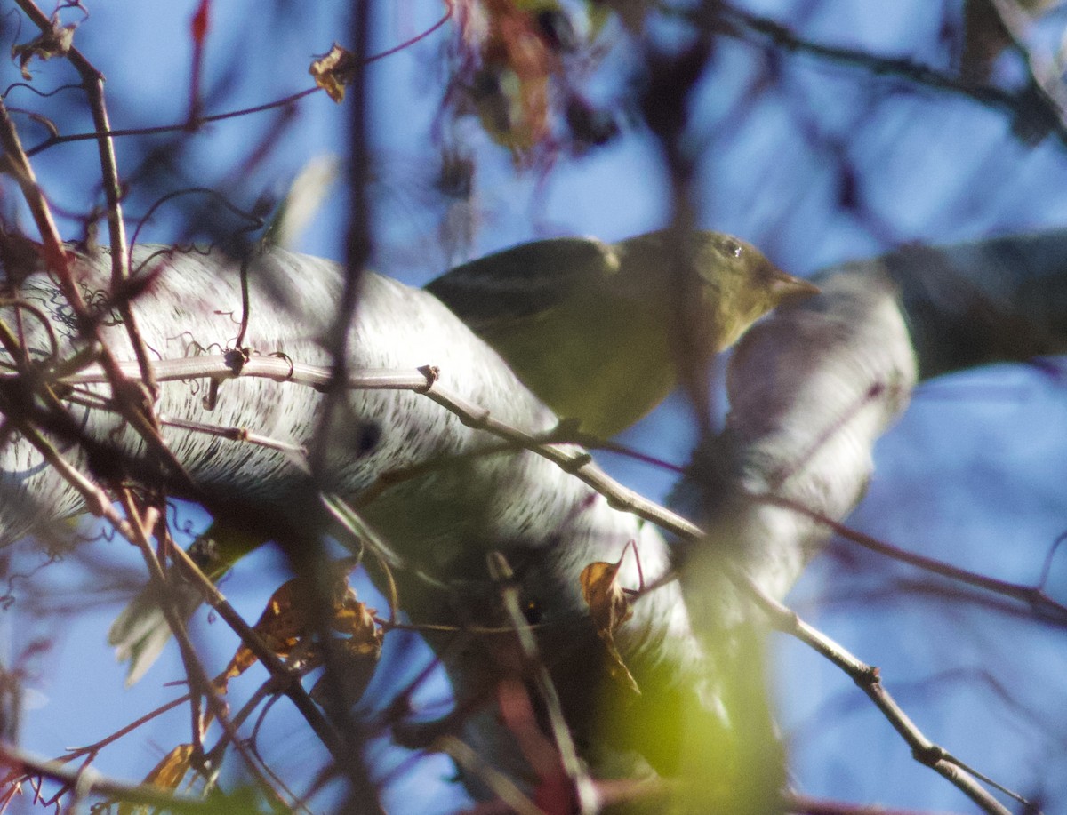 Western Tanager - ML644875175