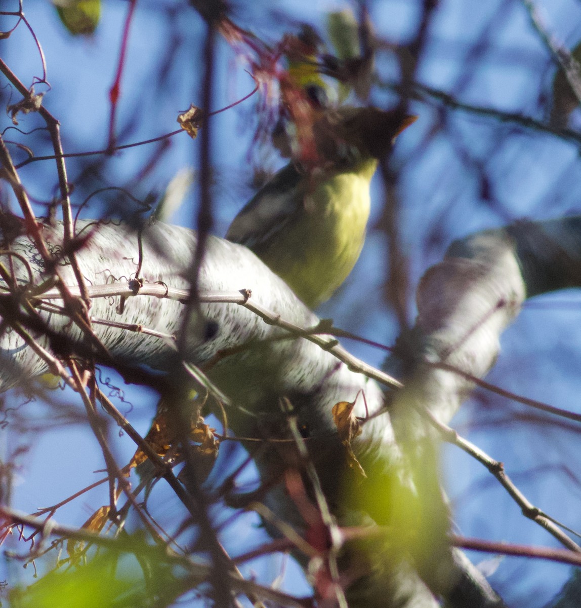Western Tanager - ML644875176
