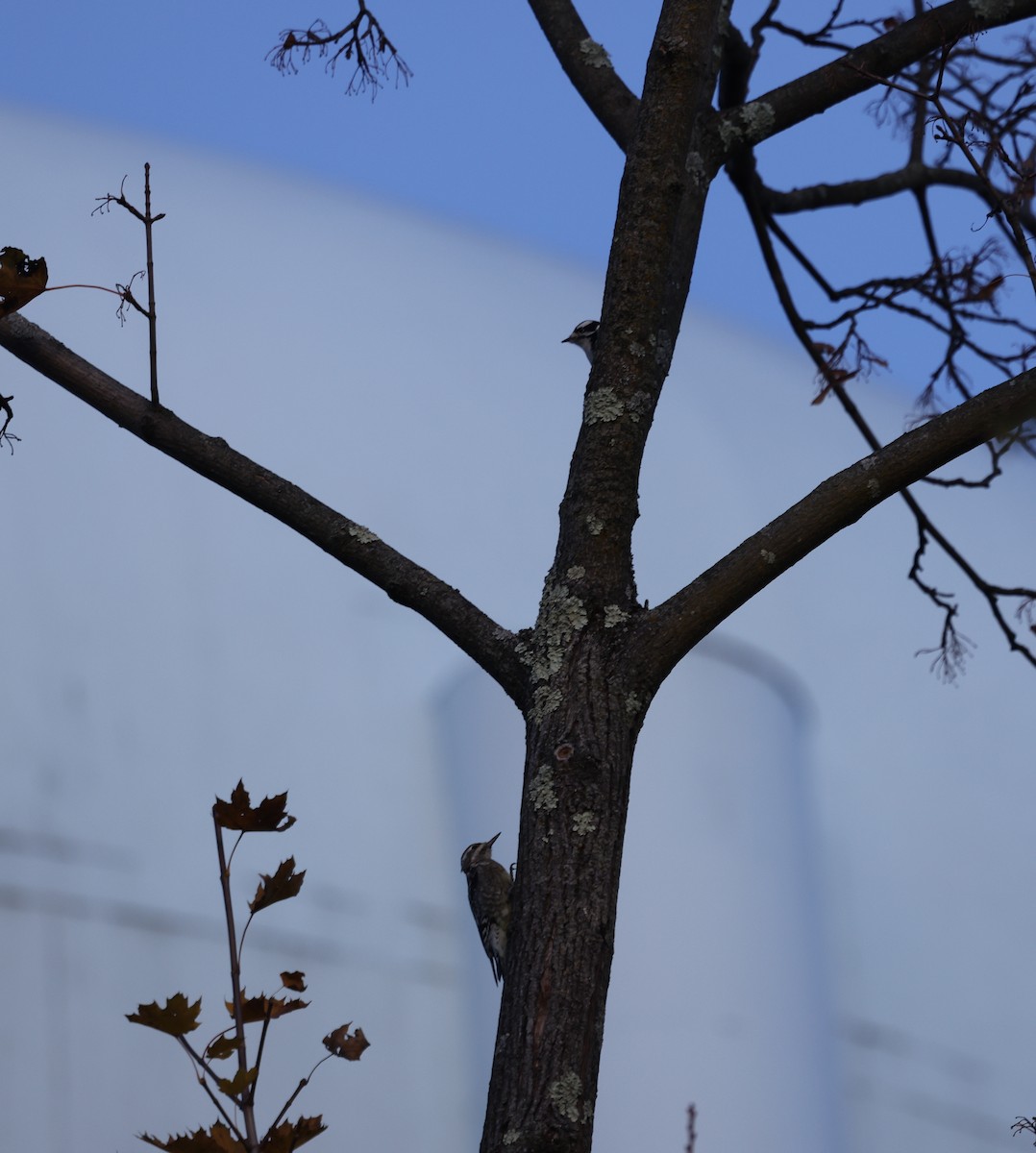 kanadasevjespett - ML644875185