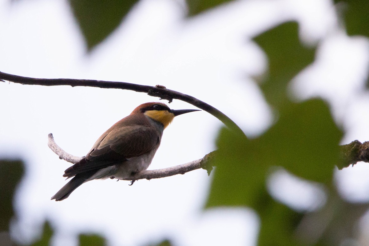 European Bee-eater - ML644875187