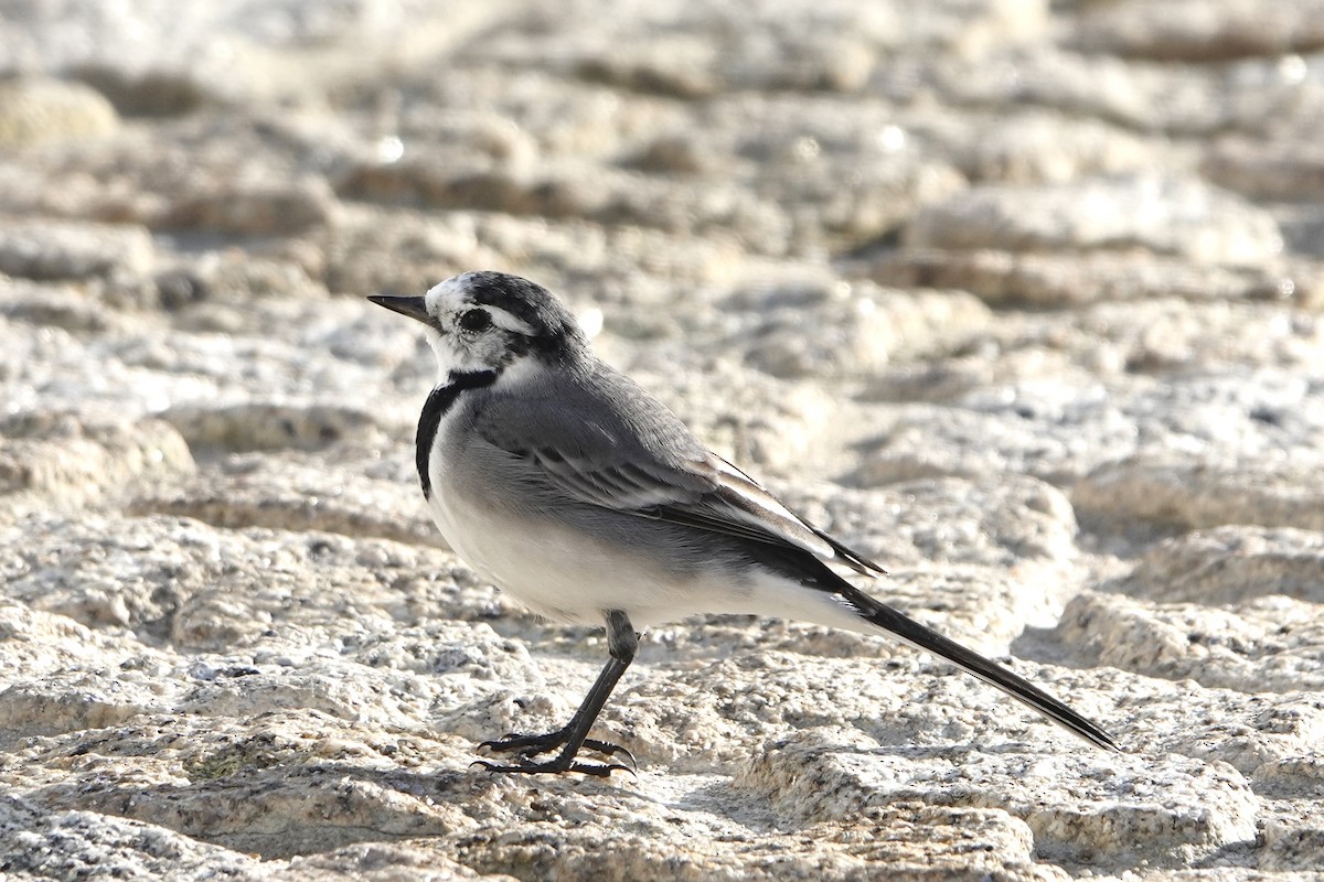 White Wagtail - ML644875191