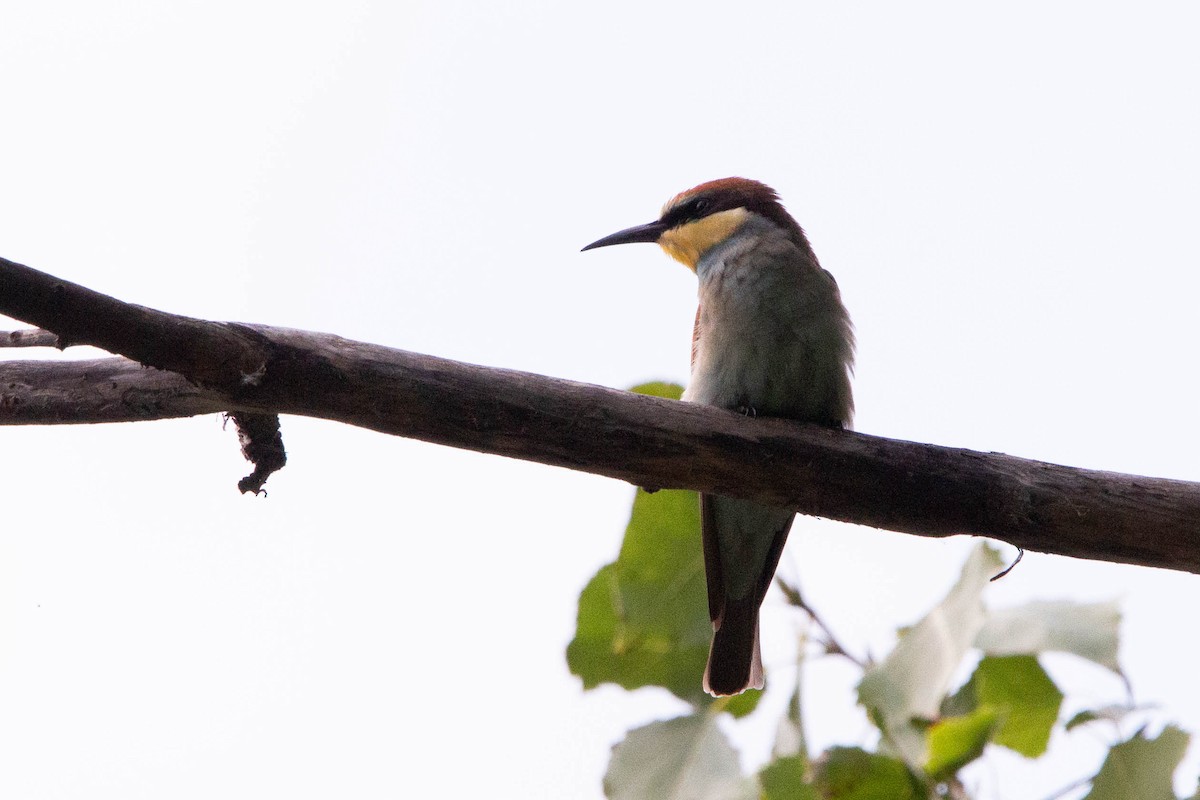 European Bee-eater - ML644875200