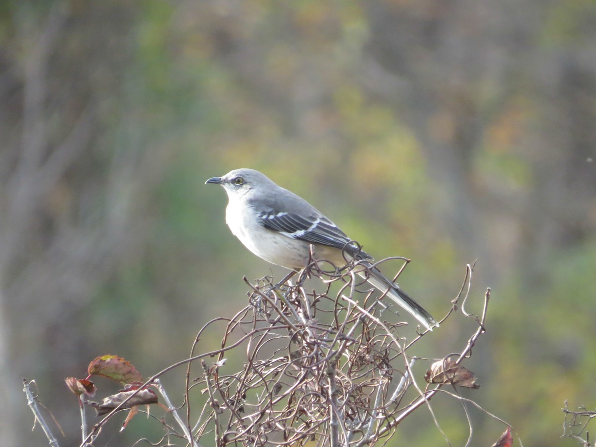 Northern Mockingbird - ML644875203