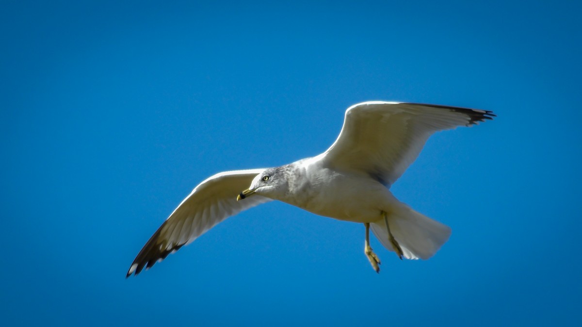 Ring-billed Gull - ML644875206