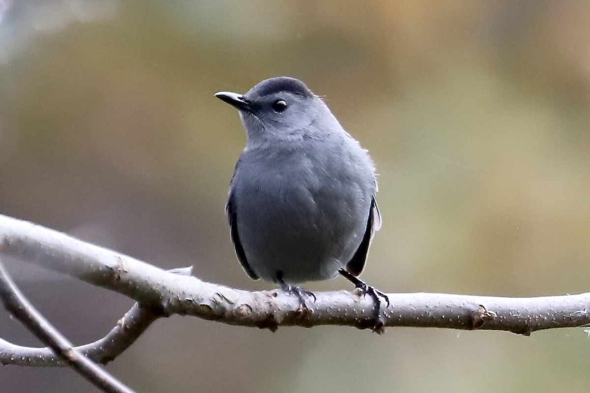 Gray Catbird - ML644875216