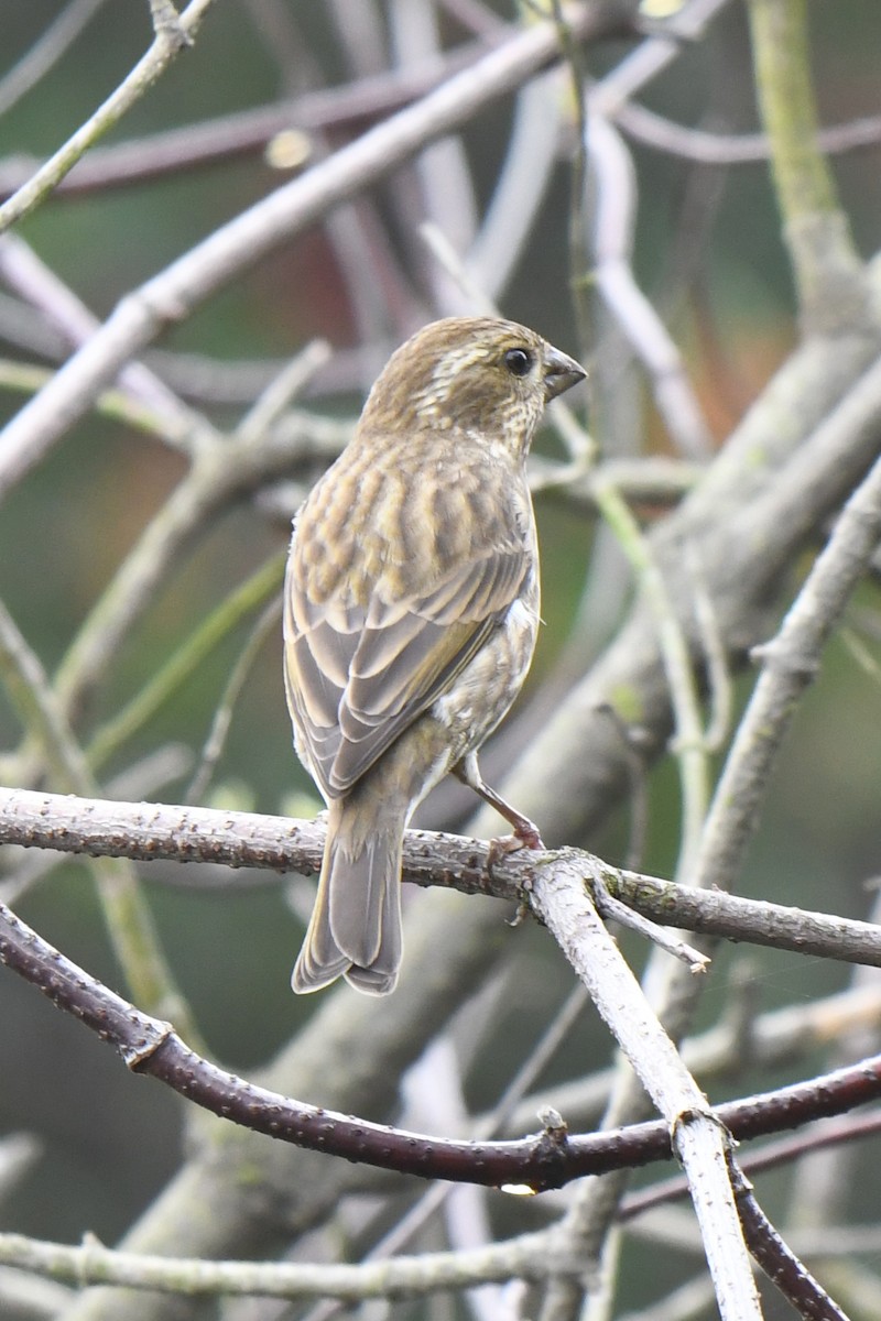 Camachuelo Purpúreo - ML644875224