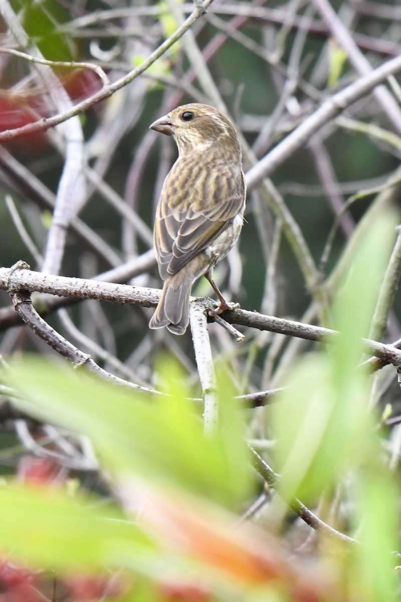 Camachuelo Purpúreo - ML644875225