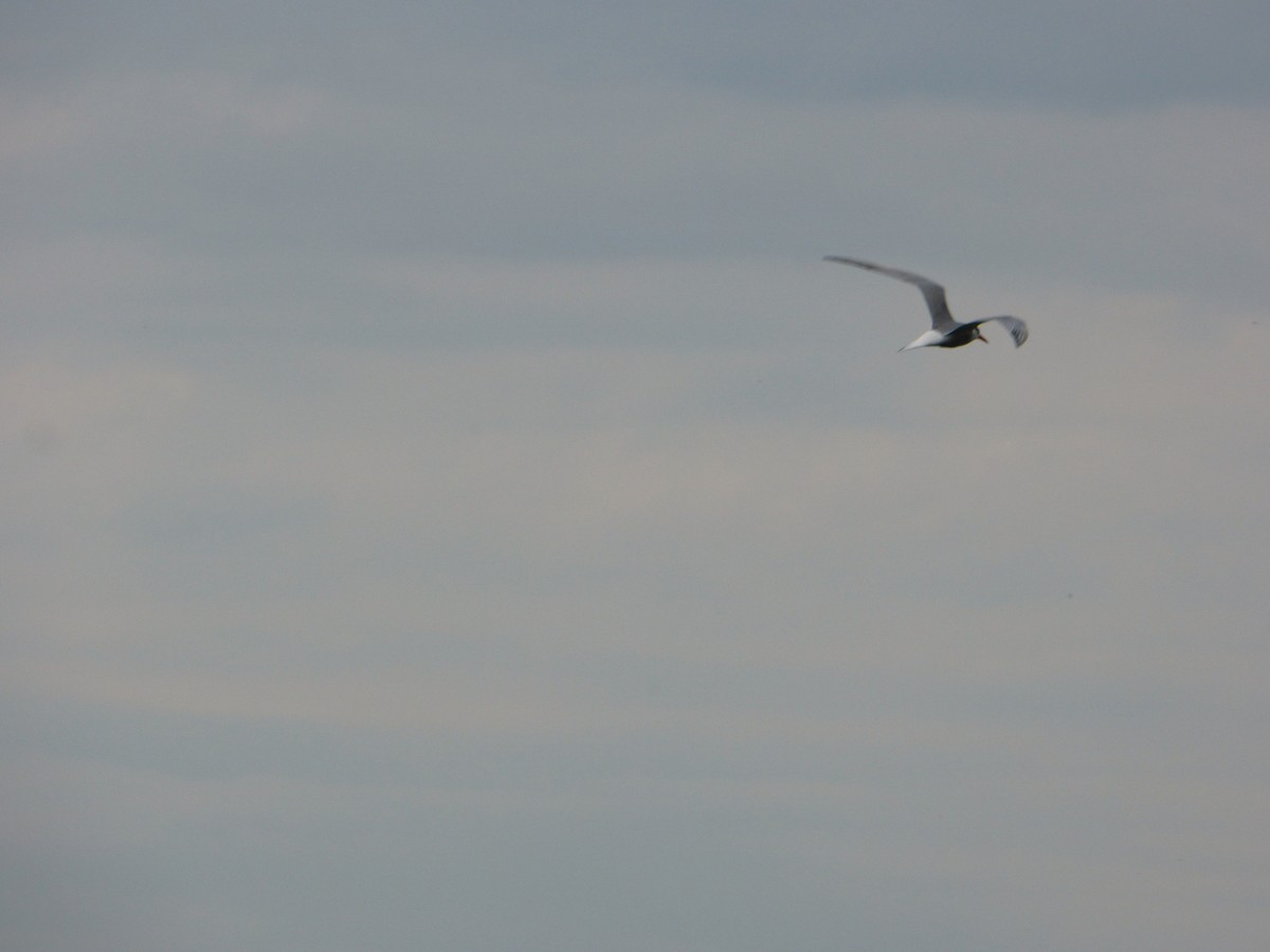 rybák obecný - ML644875226