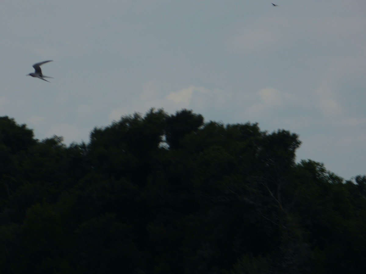 rybák obecný - ML644875227