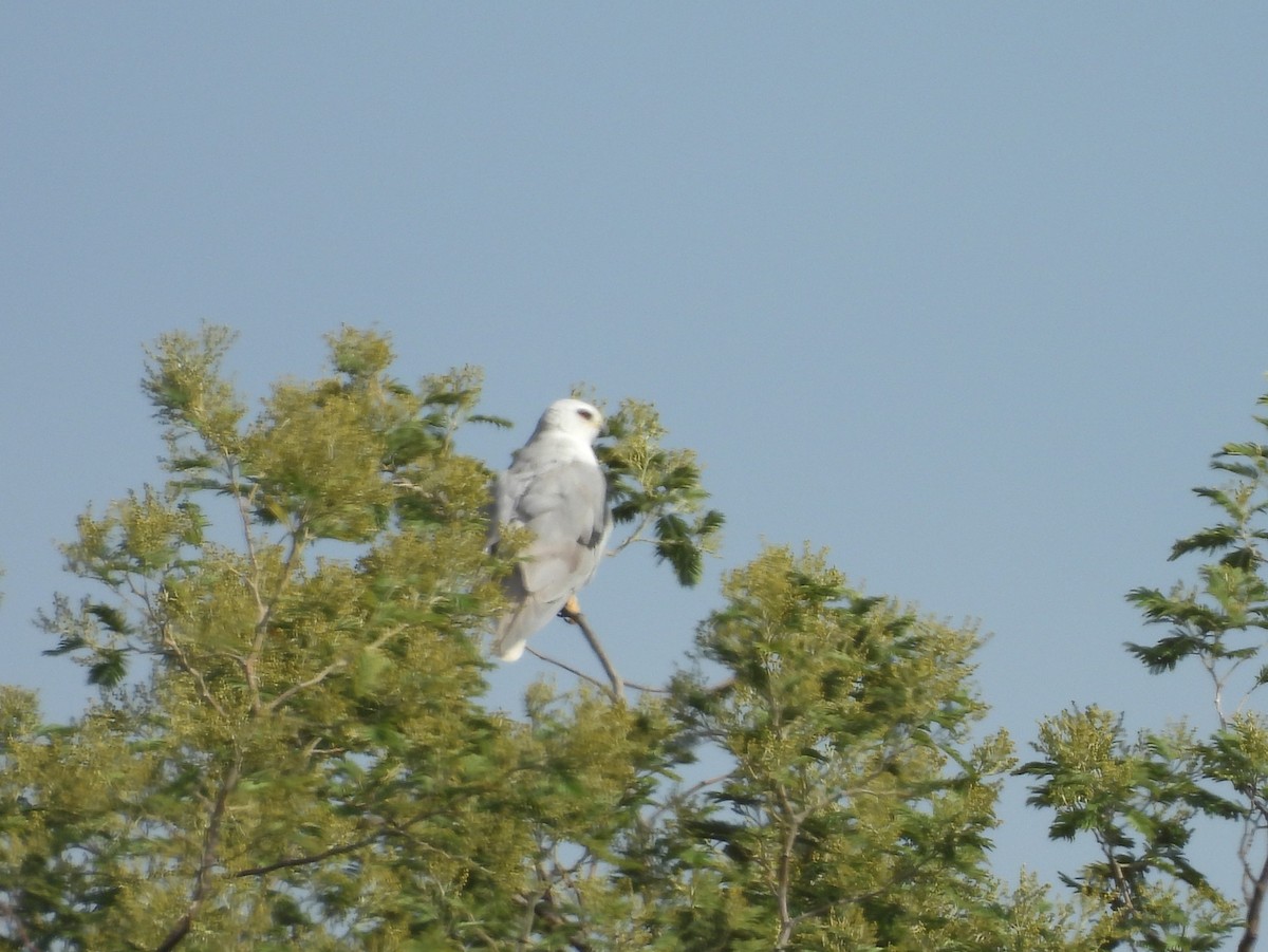 White-tailed Kite - ML644875229