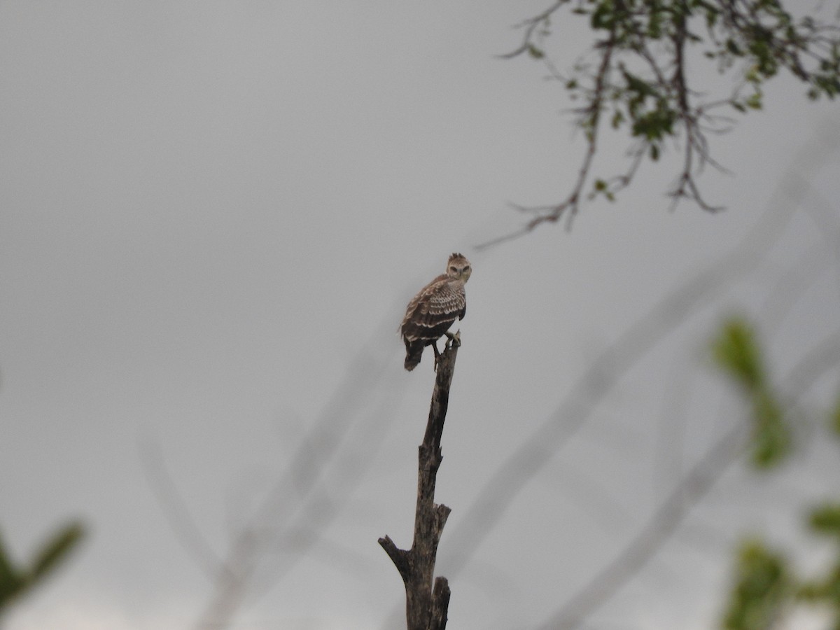 Crowned Eagle - ML644875250