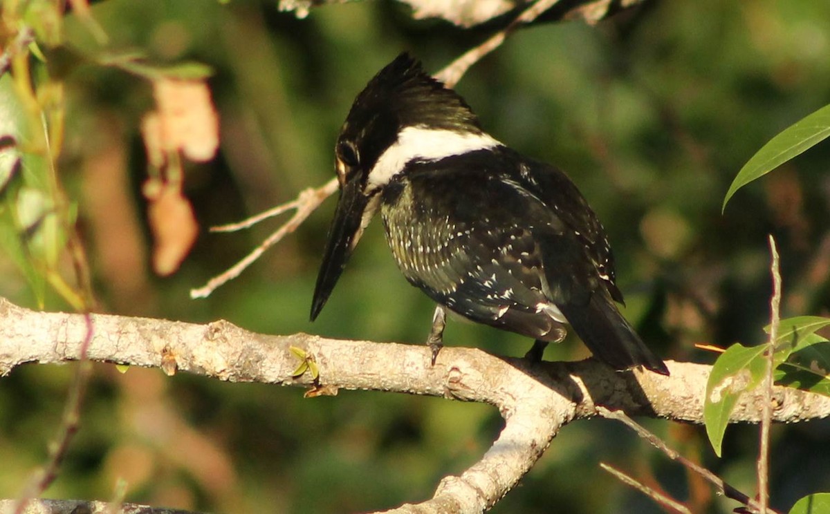 Amazon Kingfisher - ML644875255