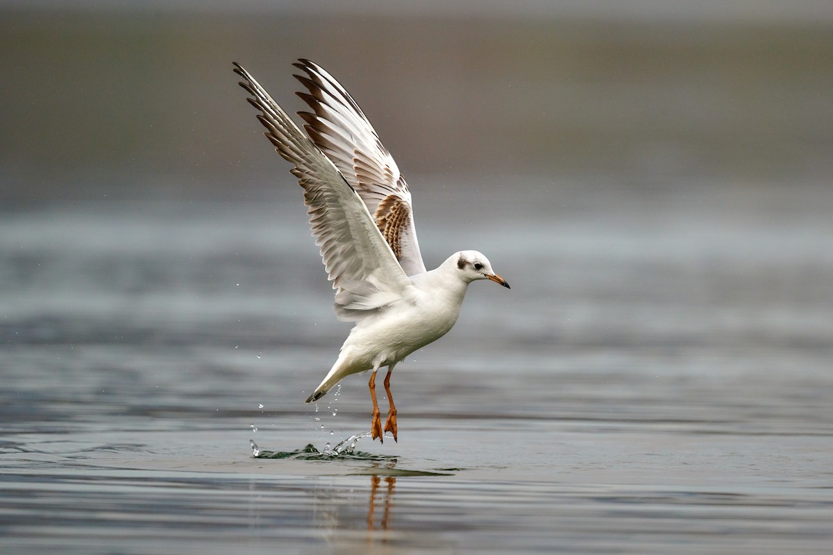 Black-headed Gull - ML644875267