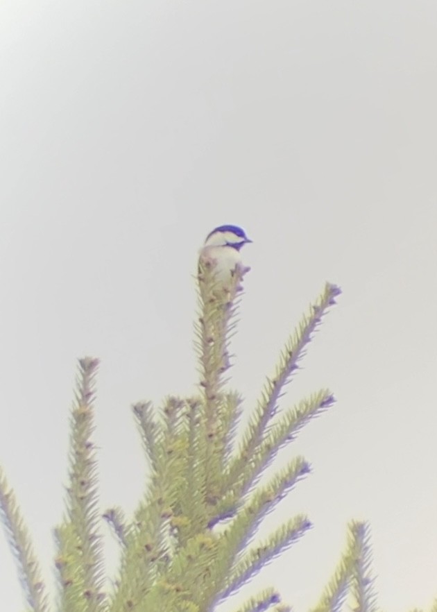 Гаїчка світлокрила - ML644875273