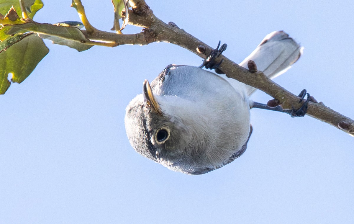 Голубая комароловка - ML644875279