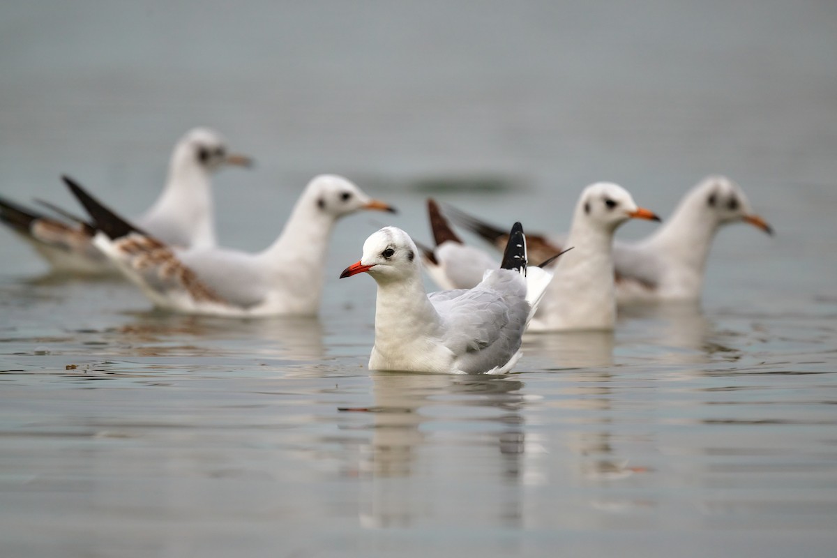 Black-headed Gull - ML644875283