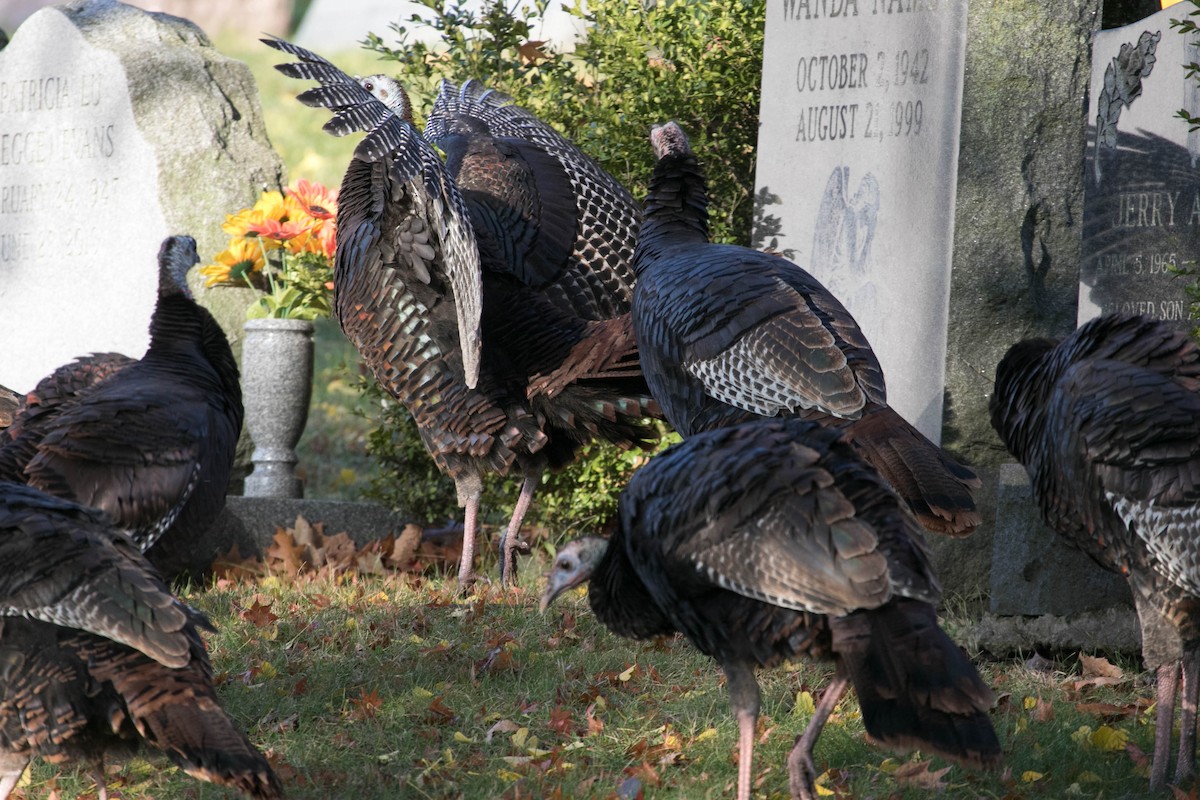 Wild Turkey - ML644875286