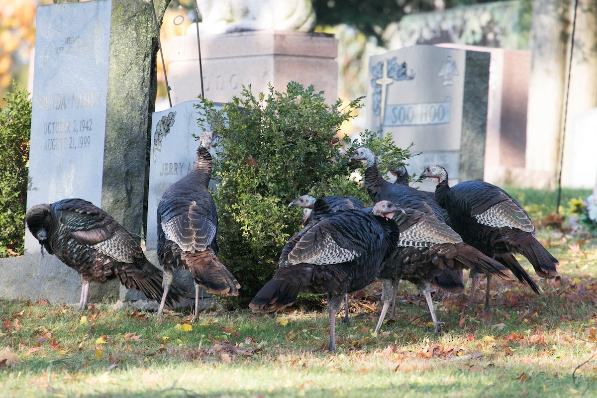 Wild Turkey - ML644875287