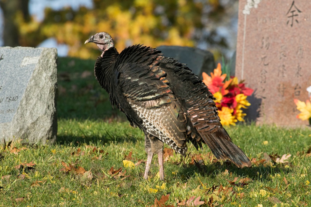 Wild Turkey - ML644875289