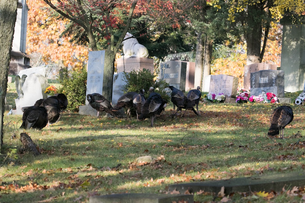 Wild Turkey - ML644875290