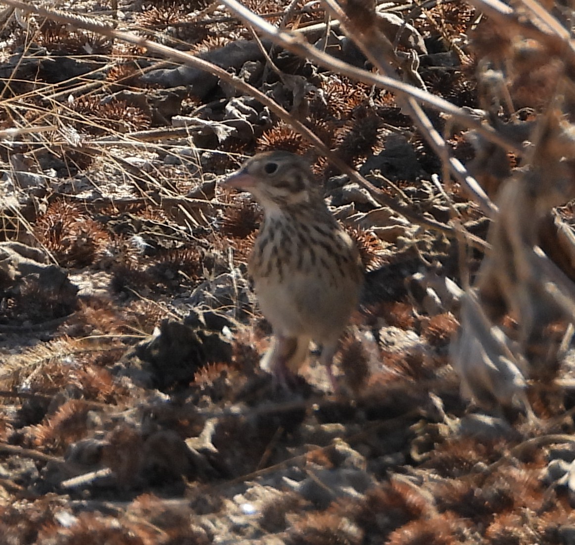 Vesper Sparrow - ML644875295