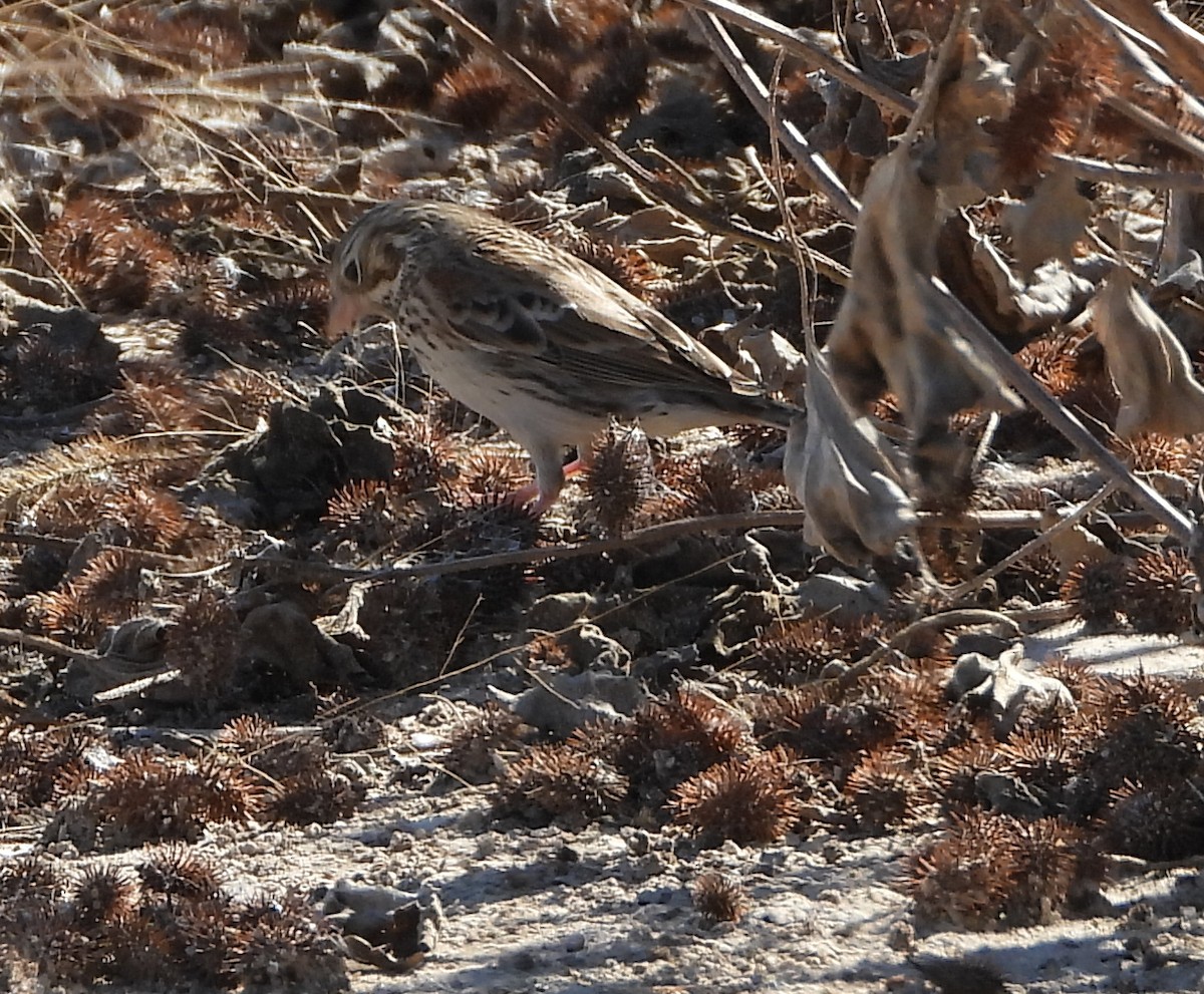 Vesper Sparrow - ML644875296