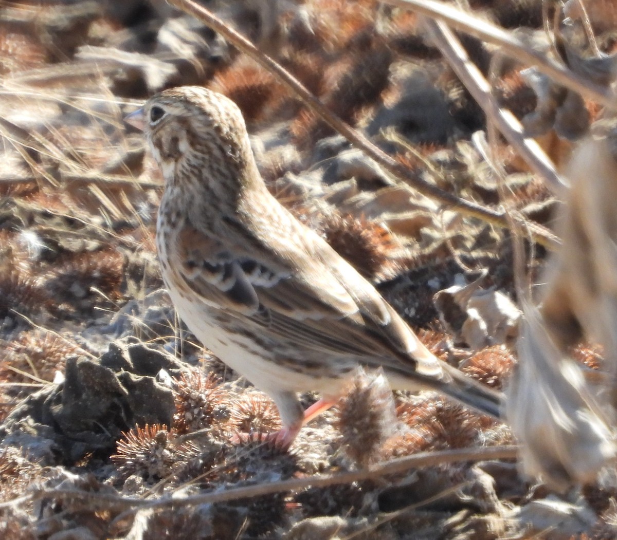Vesper Sparrow - ML644875297