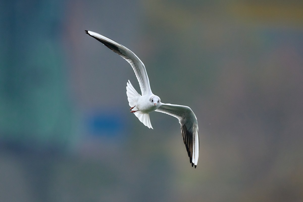 Black-headed Gull - ML644875298