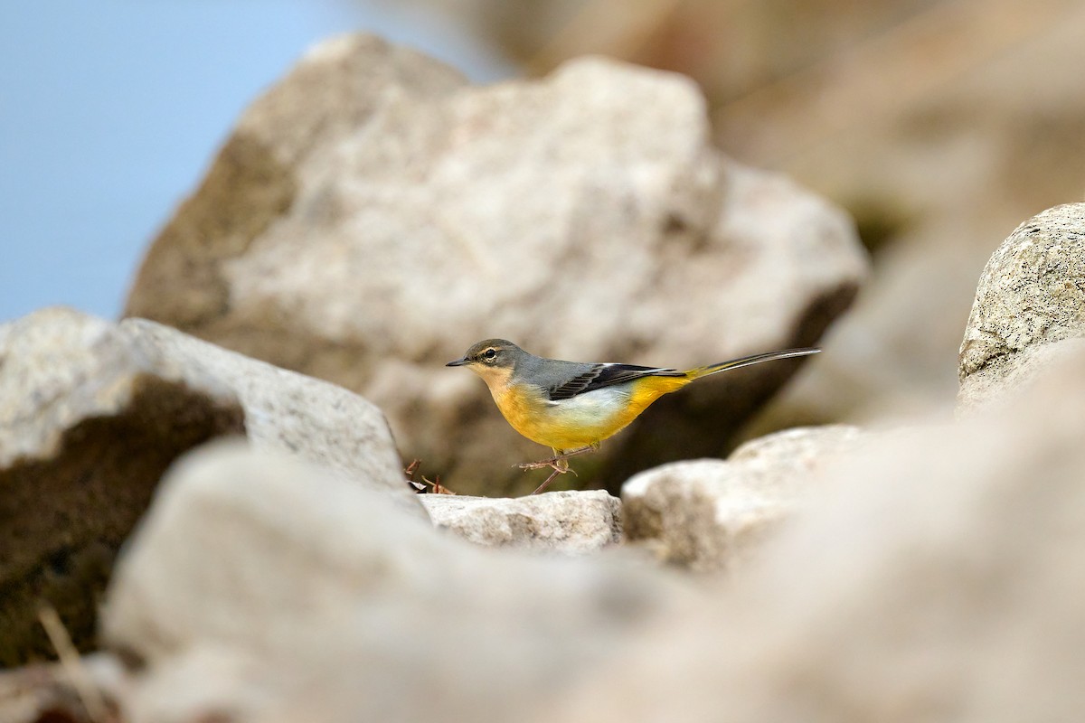 Gray Wagtail - ML644875316