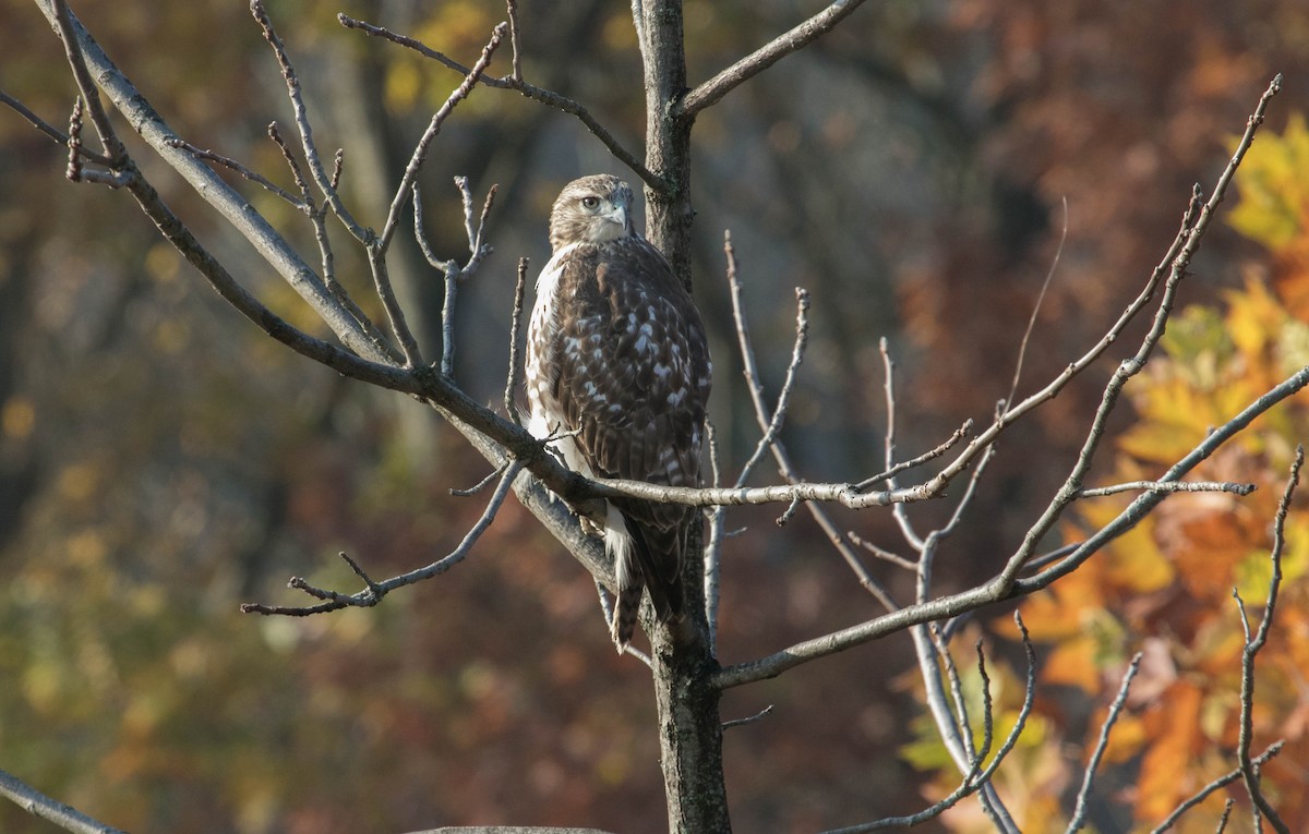 Red-tailed Hawk - ML644875318