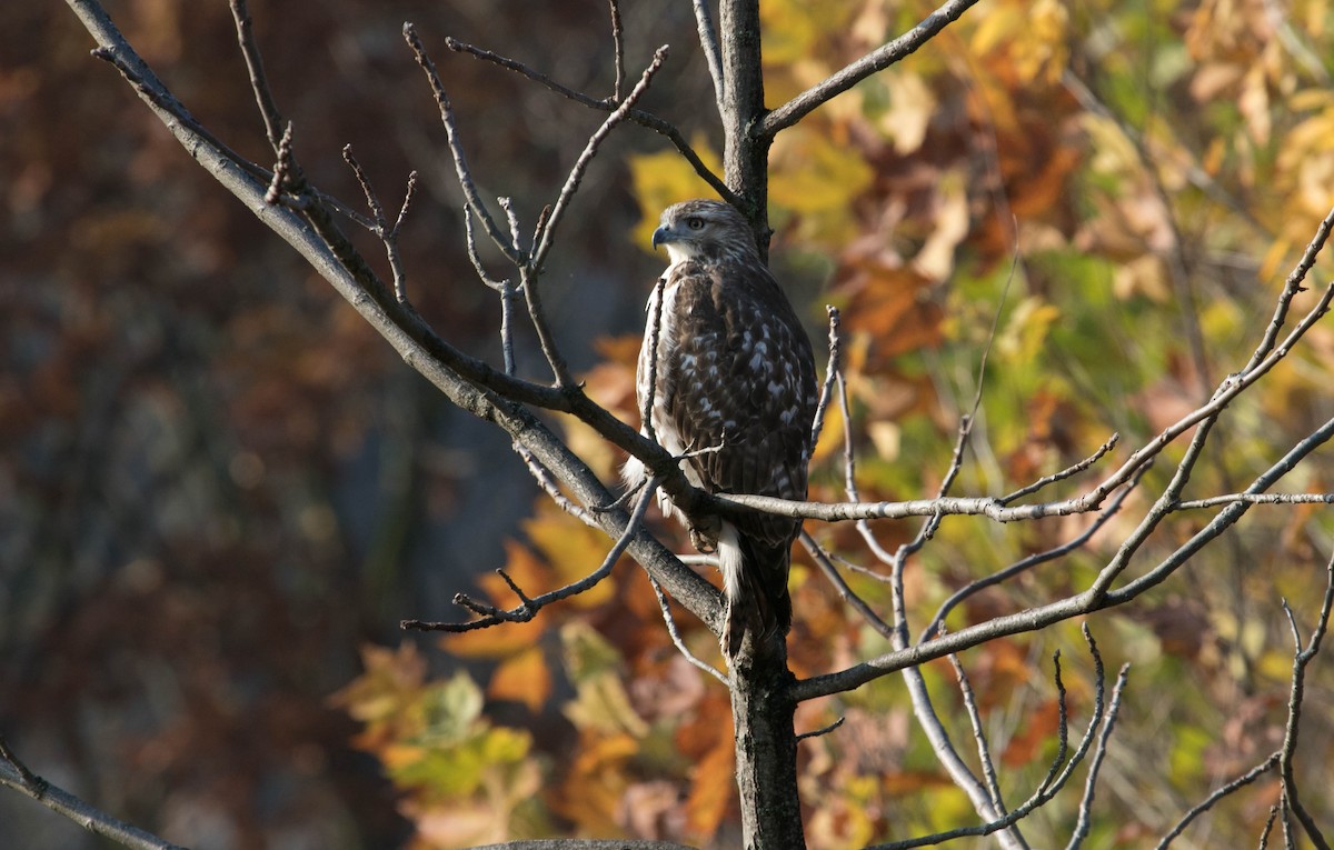 Red-tailed Hawk - ML644875319