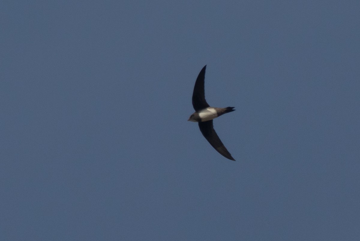 Alpine Swift - ML644875324