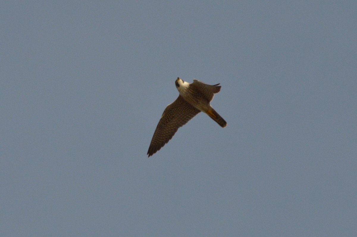 Peregrine Falcon - ML644875327