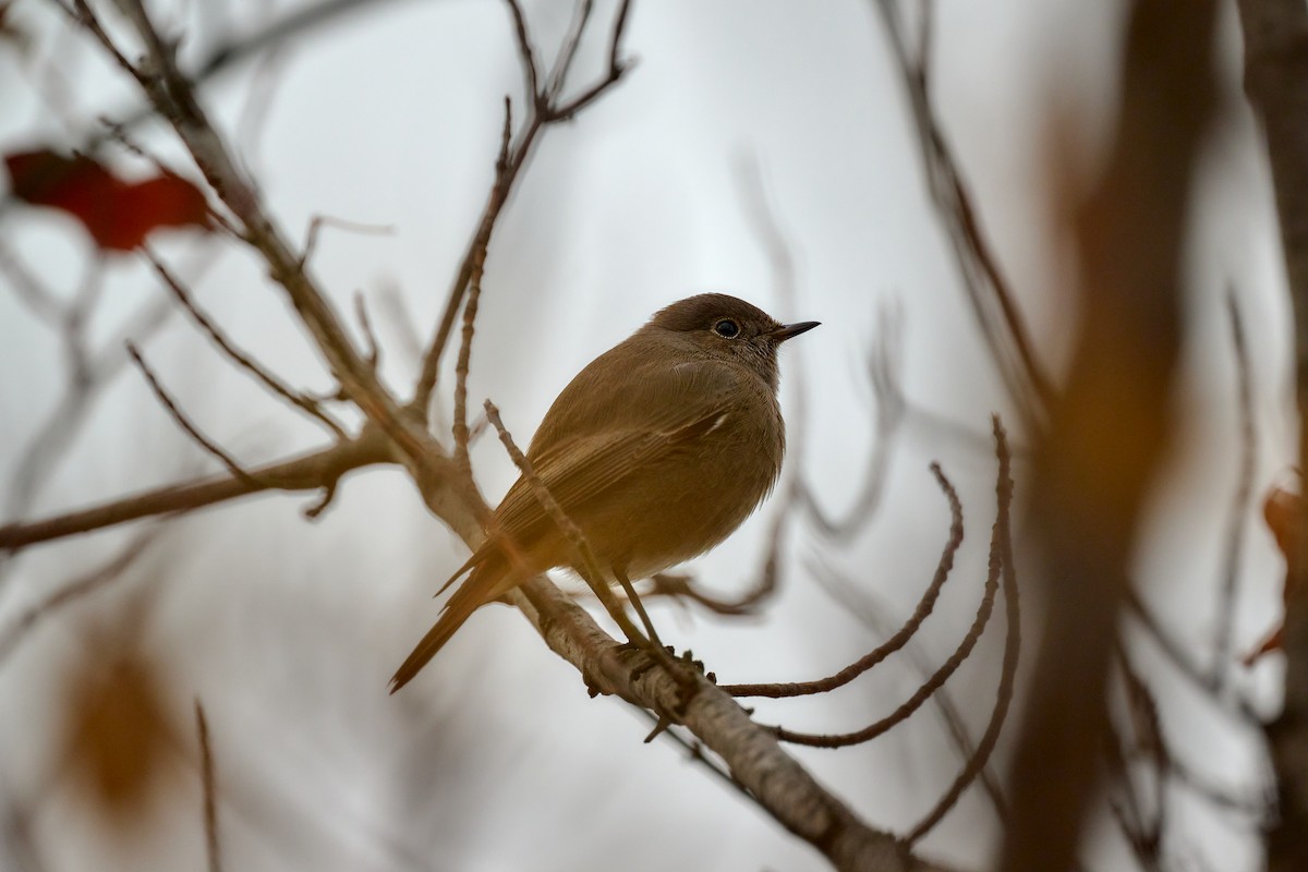 Black Redstart - ML644875335