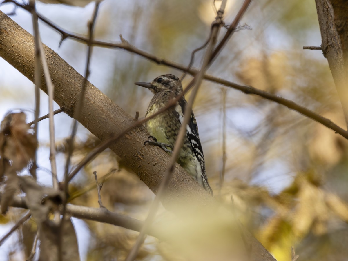 kanadasevjespett - ML644875336