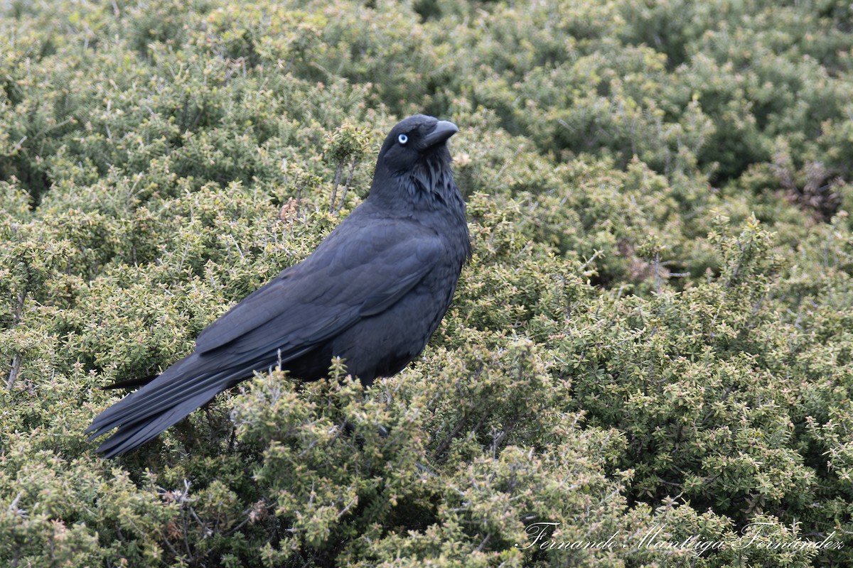 ミナミコワタリガラス - ML644875347