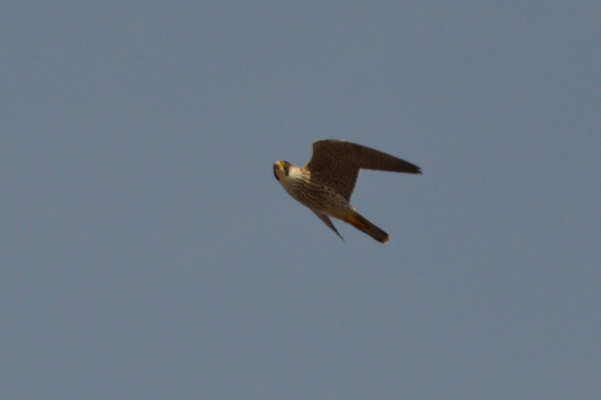 Peregrine Falcon - ML644875350