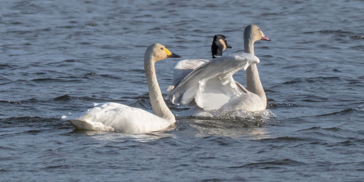 Tundra Swan (Bewick's) - ML644875351