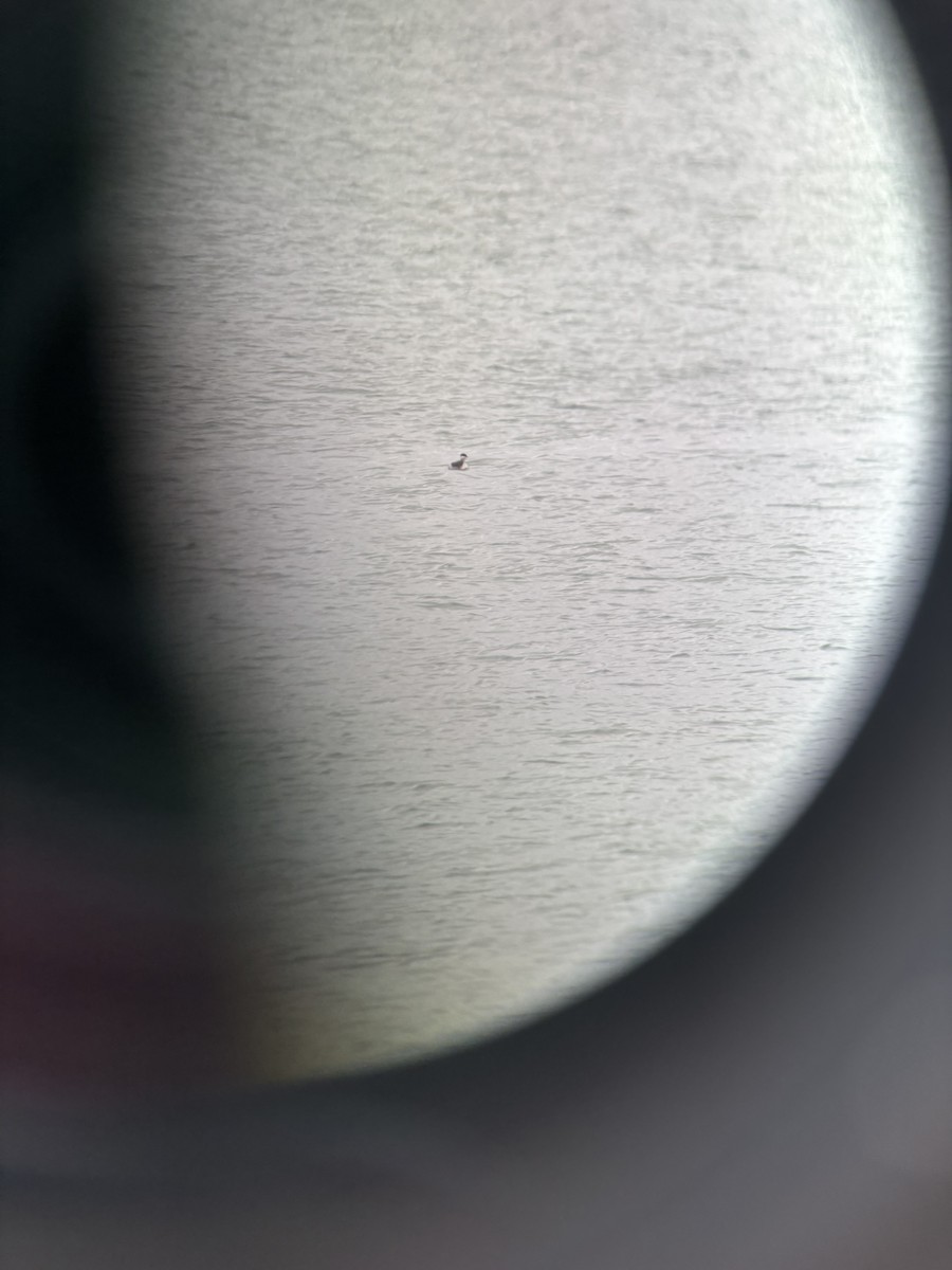 Horned Grebe - ML644875352