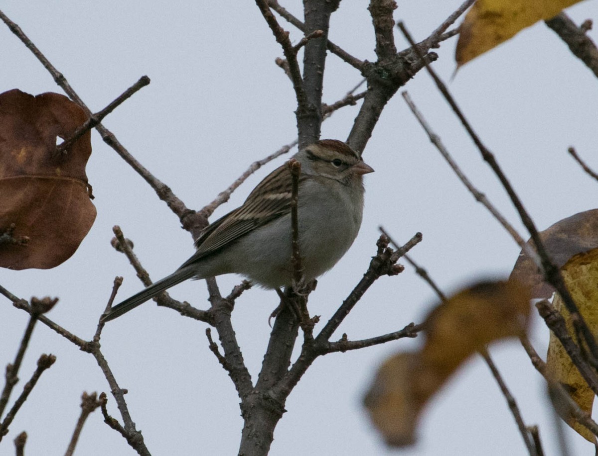 Chipping Sparrow - ML644875361