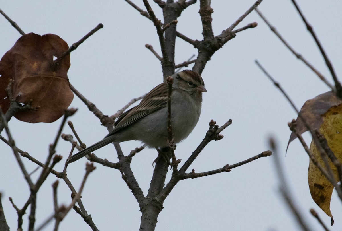 Chipping Sparrow - ML644875363