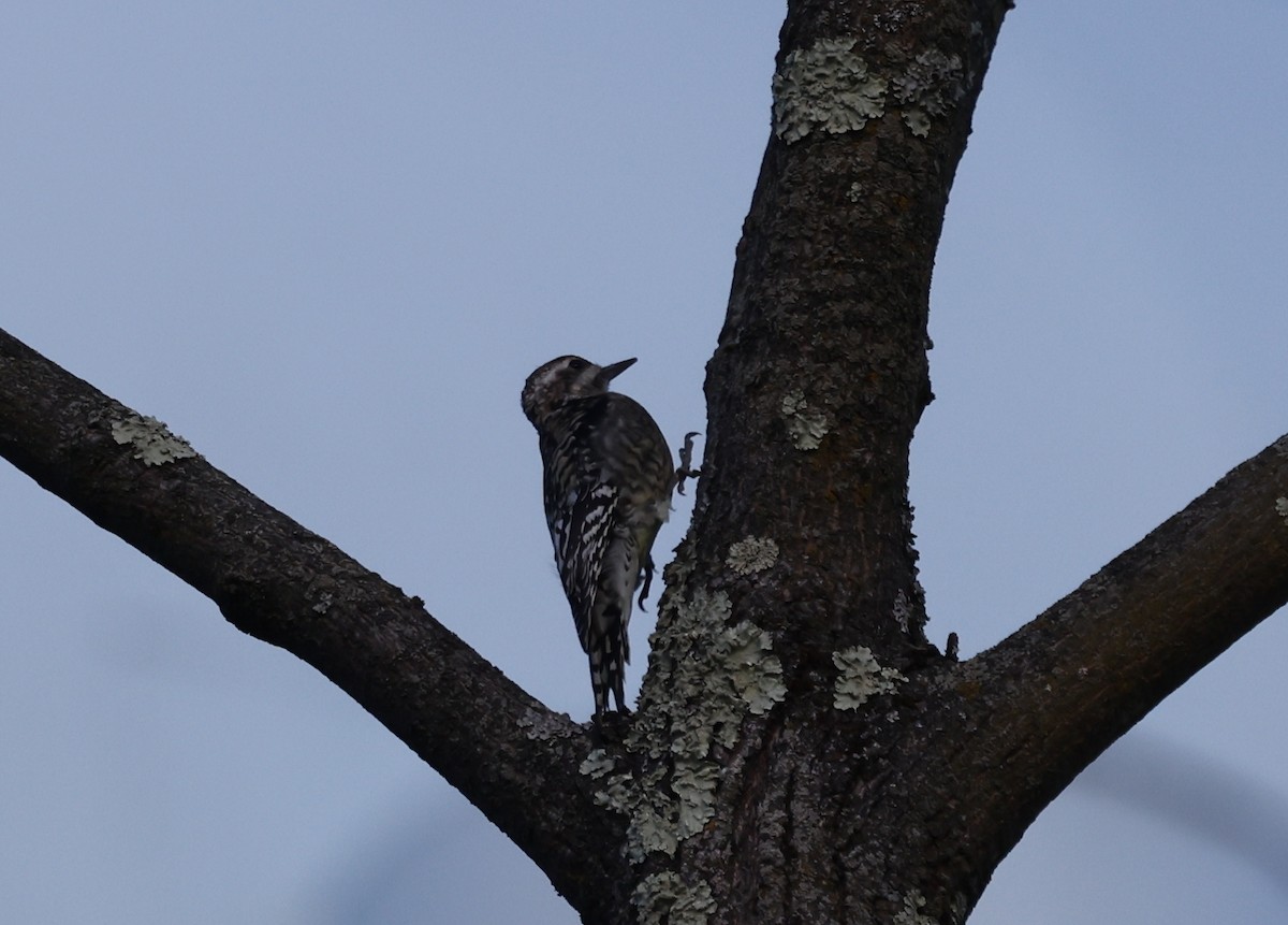 kanadasevjespett - ML644875371