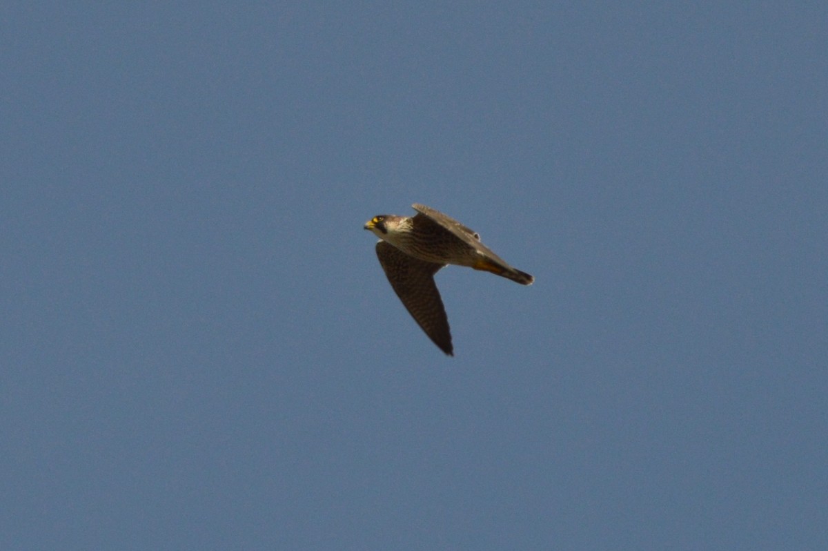 Peregrine Falcon - ML644875379