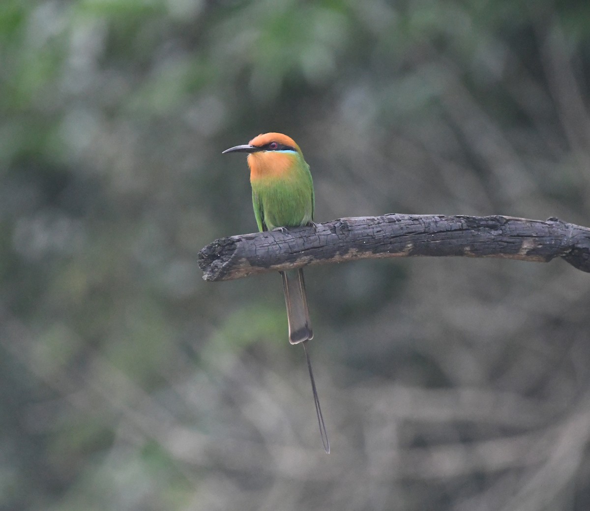 Böhm's Bee-eater - ML644875382