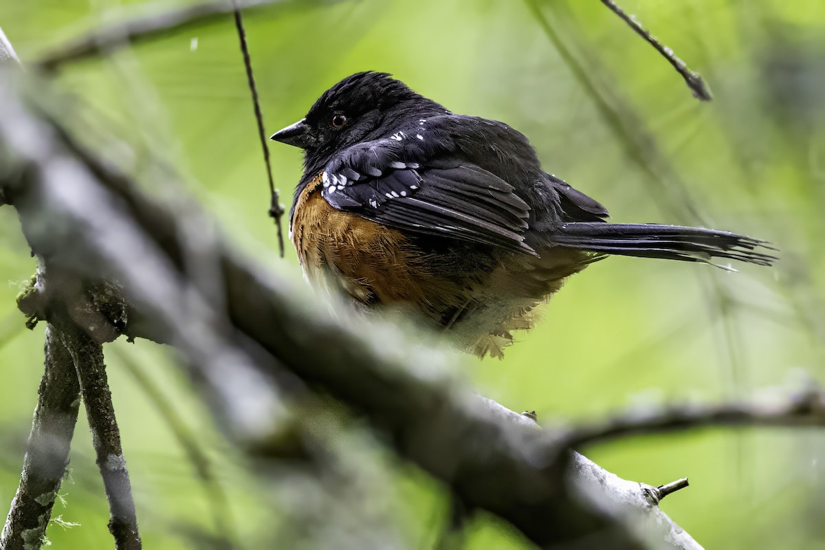 Spotted Towhee - ML644875383