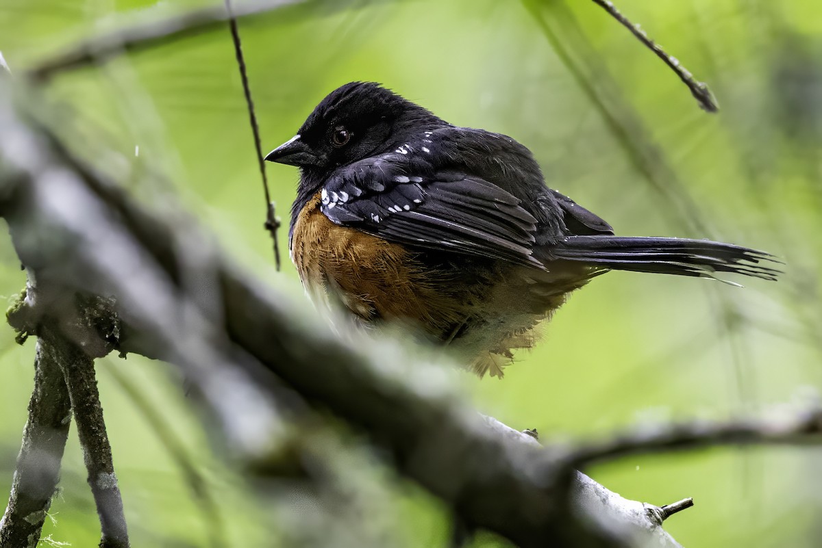 Spotted Towhee - ML644875385