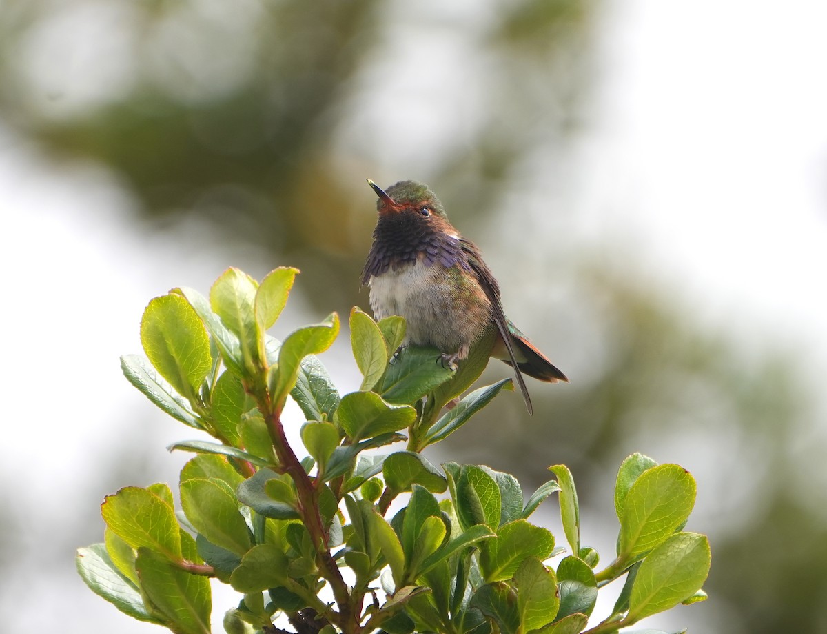 Volcano Hummingbird - ML644875386