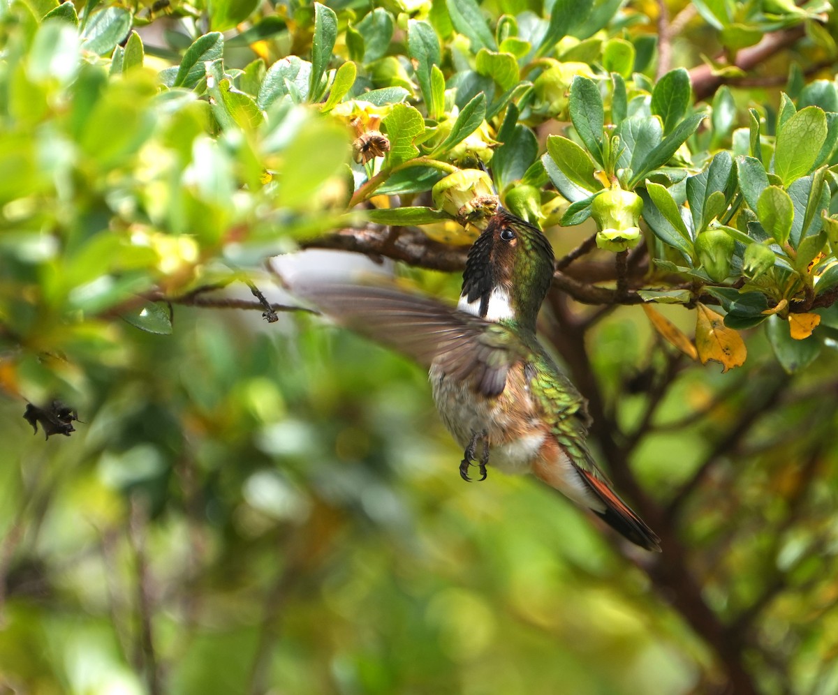 Volcano Hummingbird - ML644875387
