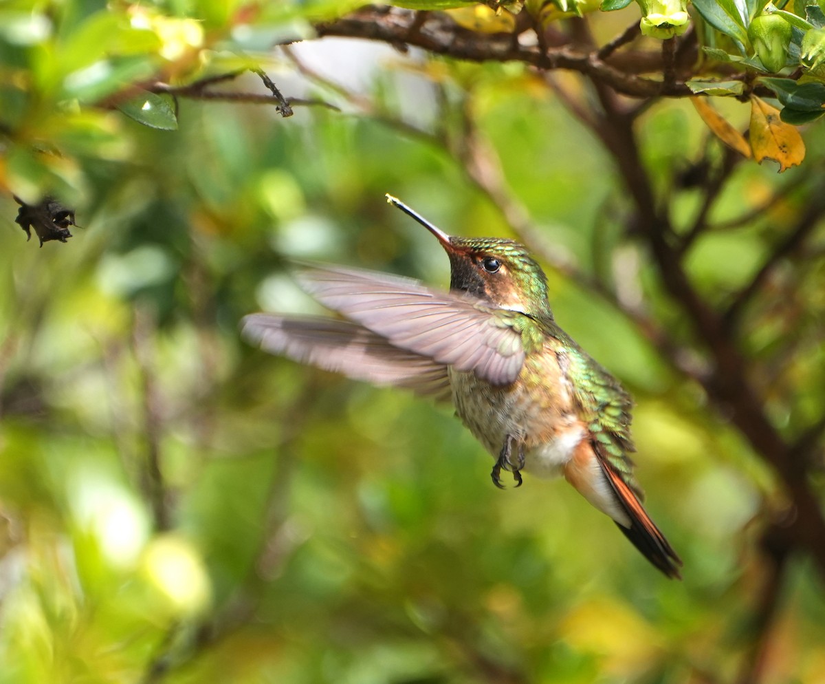 Volcano Hummingbird - ML644875388